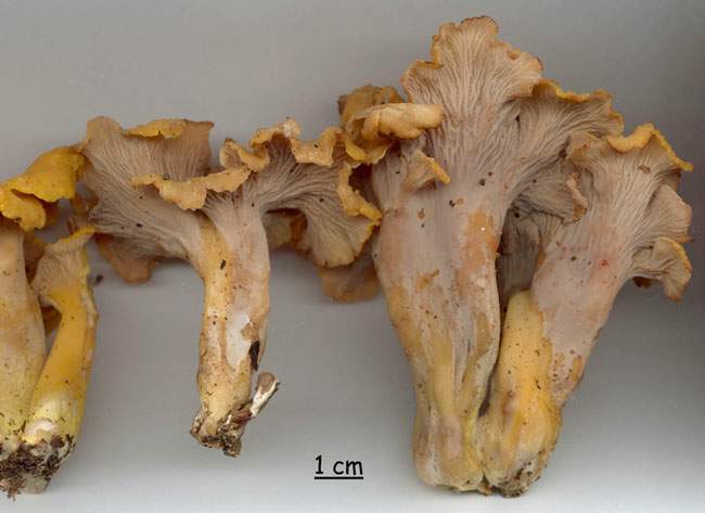 Cantharellus ianthinoxanthus